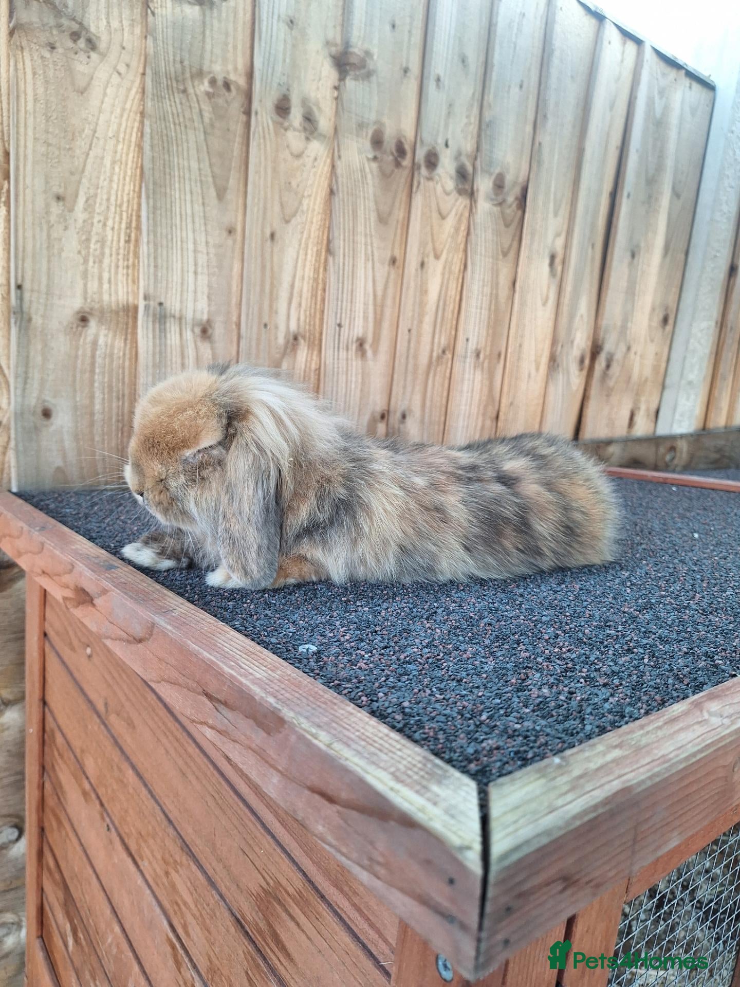 Mixed Breed rabbits Oreo .. Mini Lop - Advert 1