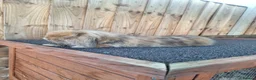 Mixed Breed rabbits for sale: Oreo .. Mini Lop - Advert 1