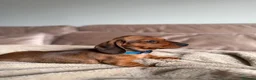 Miniature Dachshund dogs for sale: KC registered Miniature dachshunds red&shaded red - Advert 6