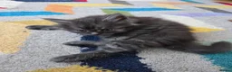 Maine Coon cats for sale: Gorgeous Playful Maine Coon x Ragdoll Mix Kittens - Advert 11