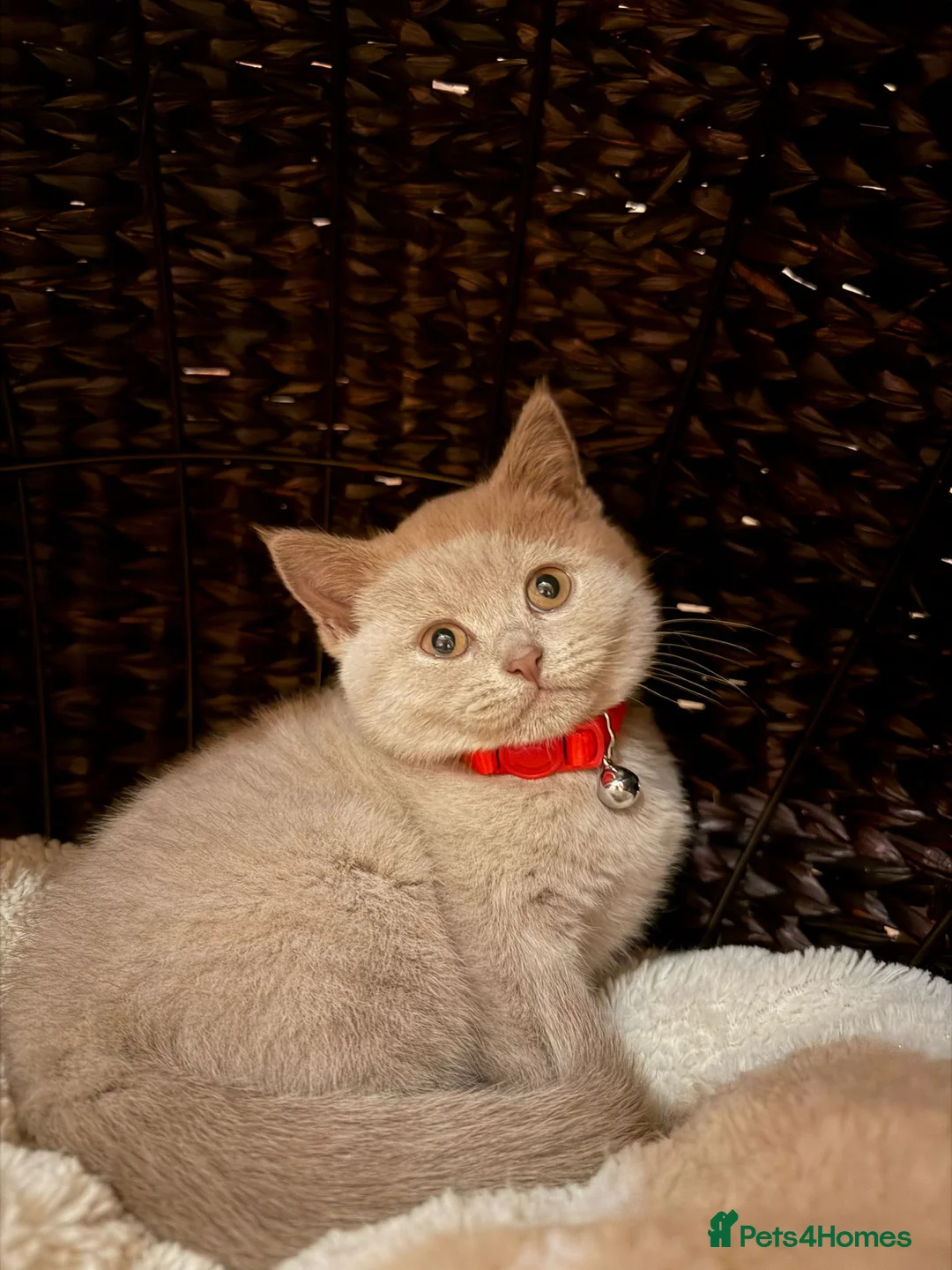 British Shorthair cats for sale: British shorthair kittens in Eastbourne - Advert 4