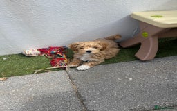 Maltipoo dogs for sale: A litter of 5 beautiful Maltipoo’s  - Image 23