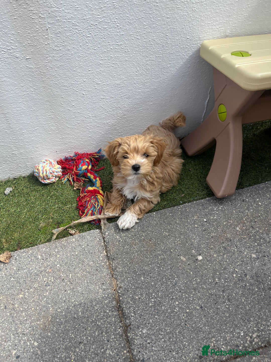 Maltipoo dogs for sale: A litter of 5 beautiful Maltipoo’s  - Image 23
