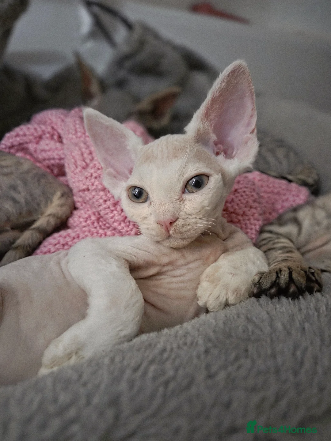 Devon Rex cats for sale: ✨ Beautiful Devon Rex White Girl–GCCF Registered ✨ - Advert 2