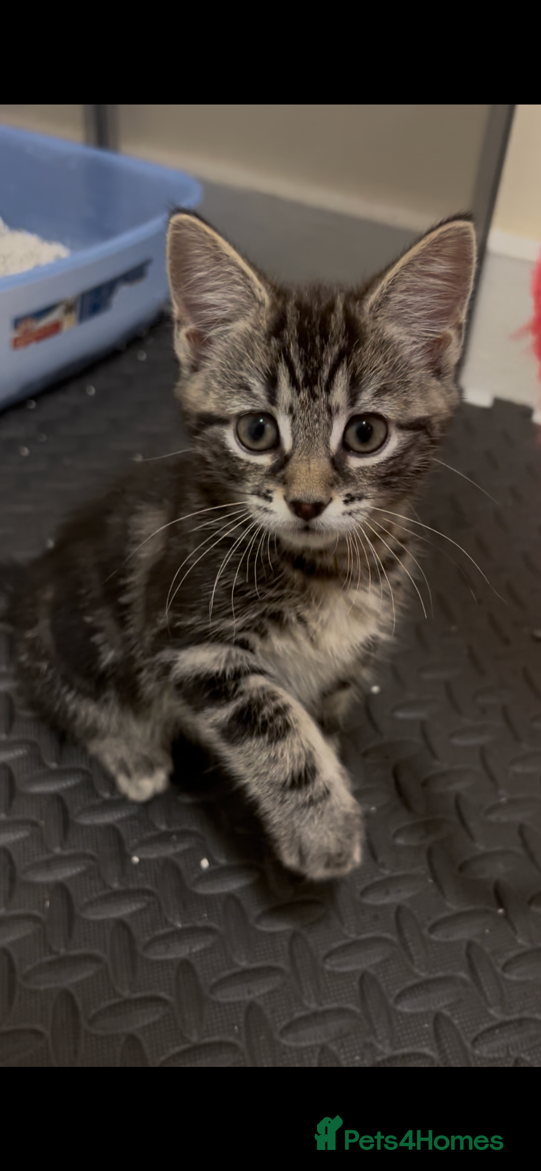 Mixed Breed cats for sale: 2 beautiful playful boys. Stunning tabby markings - Advert 7