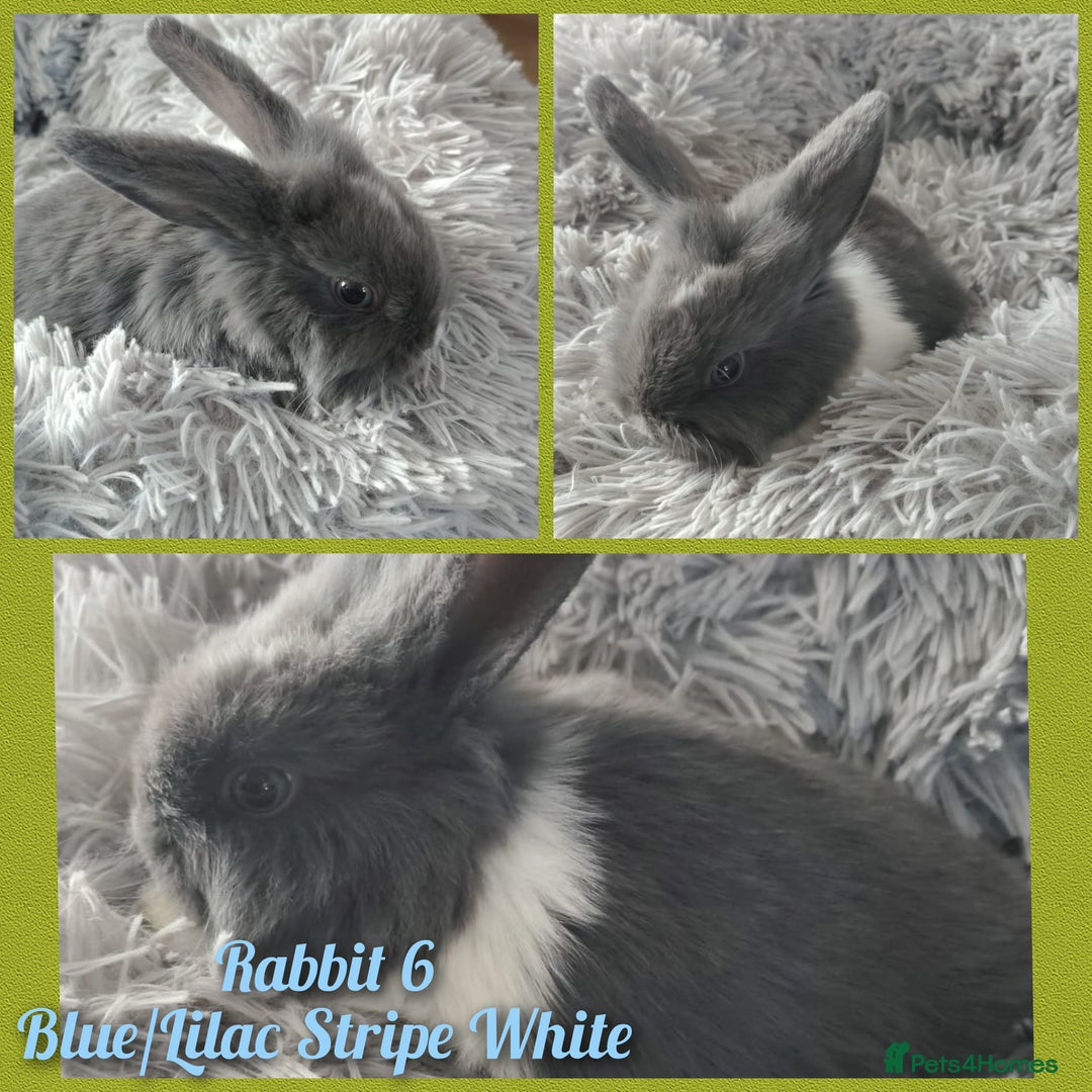 Mini Lop rabbits for sale: Beautiful Mini Lop Babies - 6 to choose from  - Image 5
