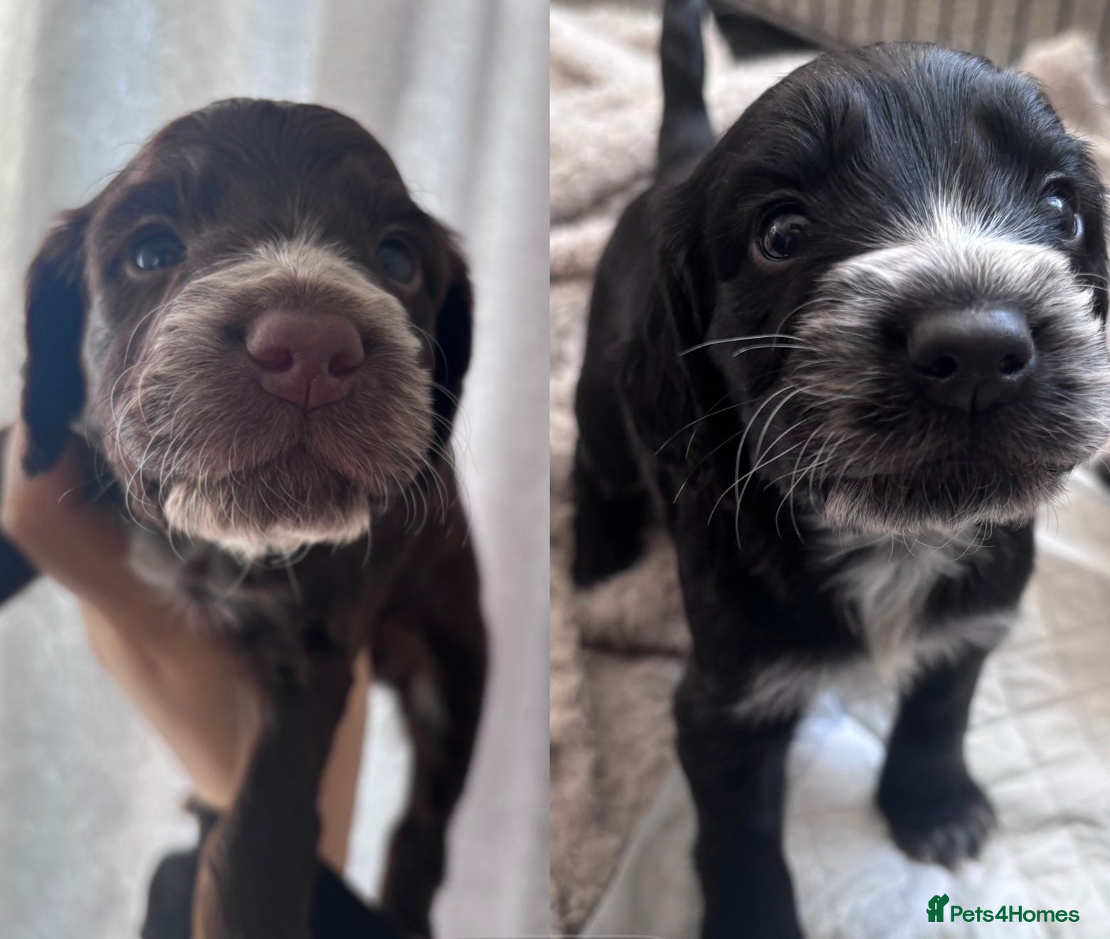 Cockapoo dogs 2 Male Cockapoo Puppies - Advert 19