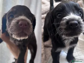 Cockapoo dogs 2 Male Cockapoo Puppies - Advert 19