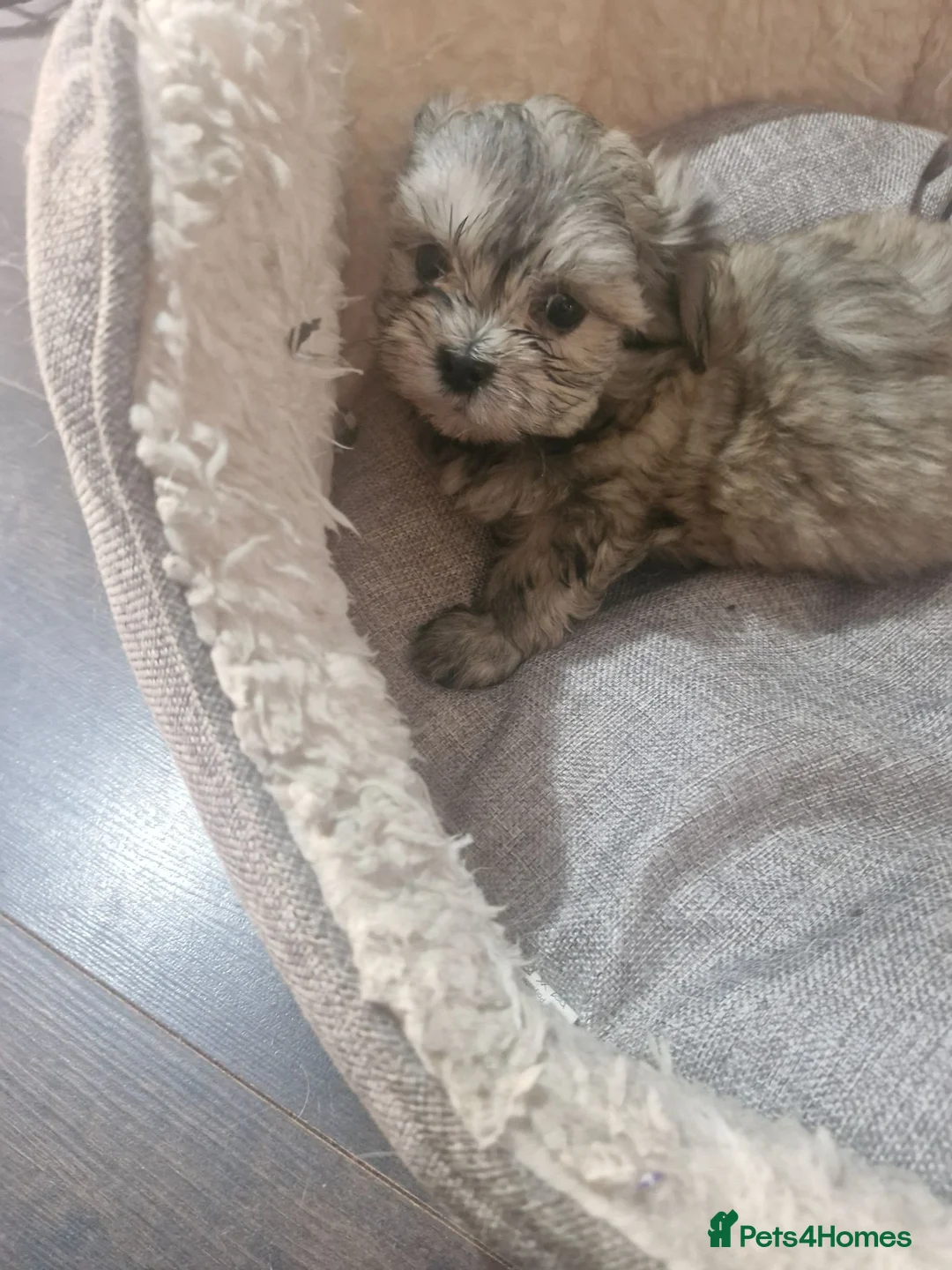Malshi dogs for sale: Malshi in Dundee - Advert 10