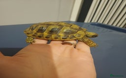 Hermann Tortoise reptiles for sale: Herman tortoise - Image 3