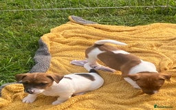 Jack Russell dogs for sale: Jack Russell - Image 4