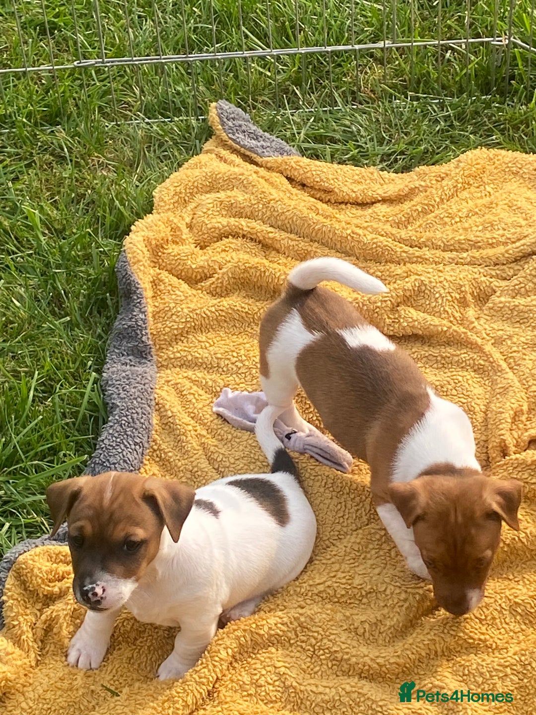 Jack Russell dogs for sale: Jack Russell - Image 4