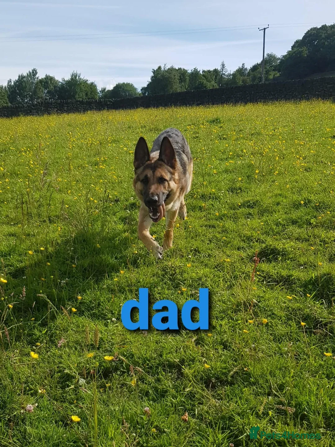 German Shepherd dogs for sale: READY TO GO!! 2 male german shepherds - Advert 18