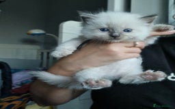 Ragdoll cats for sale: Adorable Ragdoll Kittens - READY NEXT WEEK - Image 3