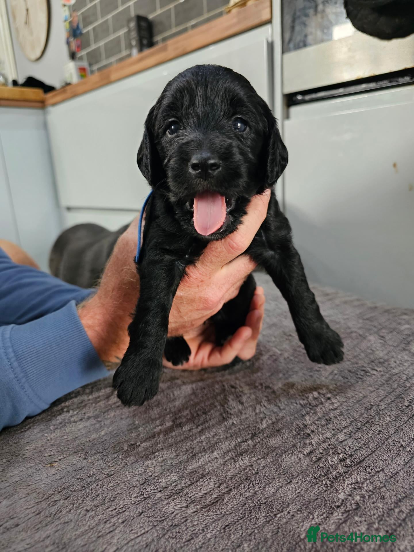 Mixed Breed dogs 9 beautiful Beagador/minituare poodle puppies - Advert 2