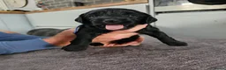 Mixed Breed dogs for sale: 9 beautiful Beagador/minituare poodle puppies - Advert 4