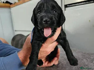 Mixed Breed dogs 9 beautiful Beagador/minituare poodle puppies - Advert 2