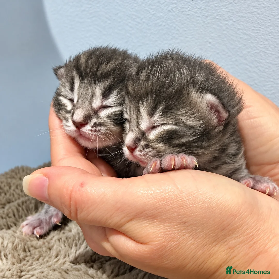 Maine Coon cats for sale: Beautiful XL Maine Coon X Ragdoll Kittens - Advert 15