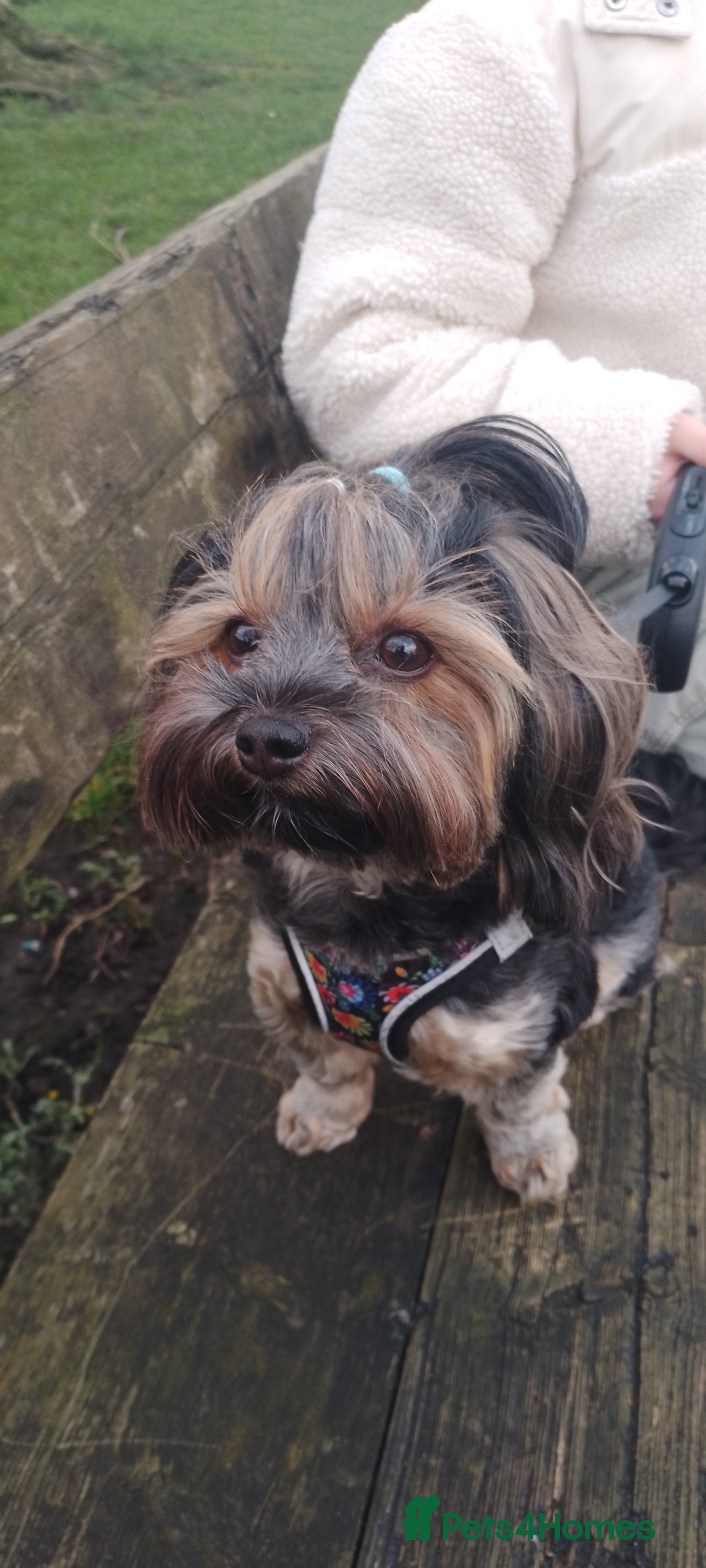 Yorkshire Terrier dogs Yorkshire terrier puppies looking for loving homes - Advert 4