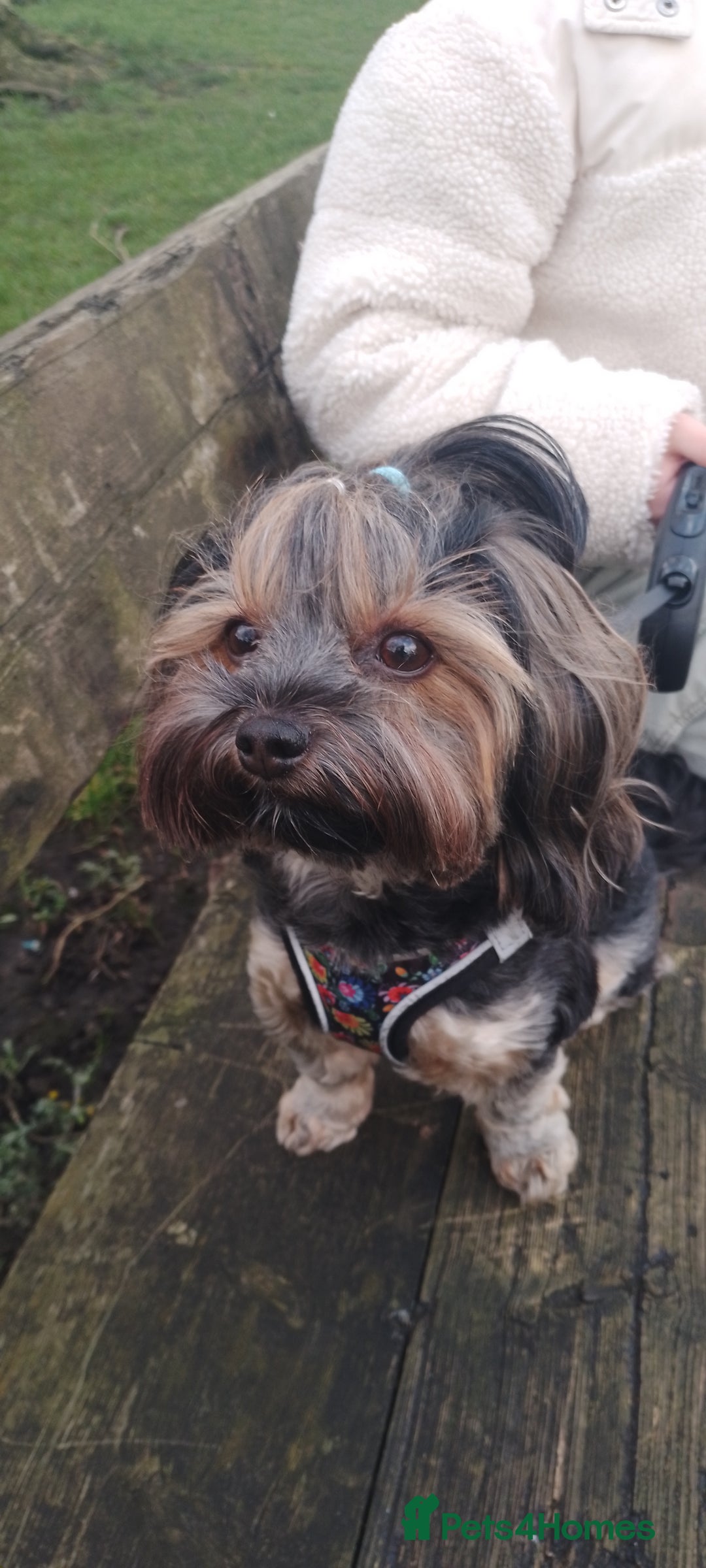 Yorkshire Terrier dogs for sale: Yorkshire terrier puppies looking for loving homes - Advert 1