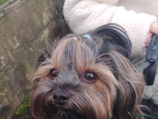 Yorkshire Terrier dogs Yorkshire terrier puppies looking for loving homes - Advert 1