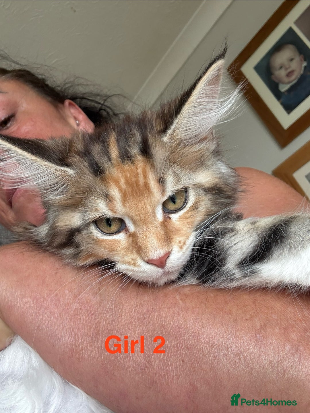 Maine Coon cats for sale: Beautiful Mainecoon Kittens x5 - Image 12