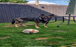 German Shepherd dogs for stud: KC sable male for stud  in Birmingham - Image 19