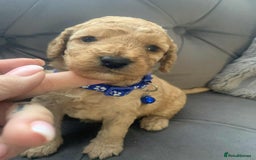 Cockapoo dogs for sale: Cockapoo Lovley Puppies  - Image 17