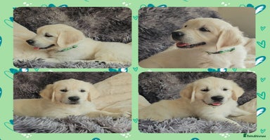 Golden Retriever dogs - Advert 15