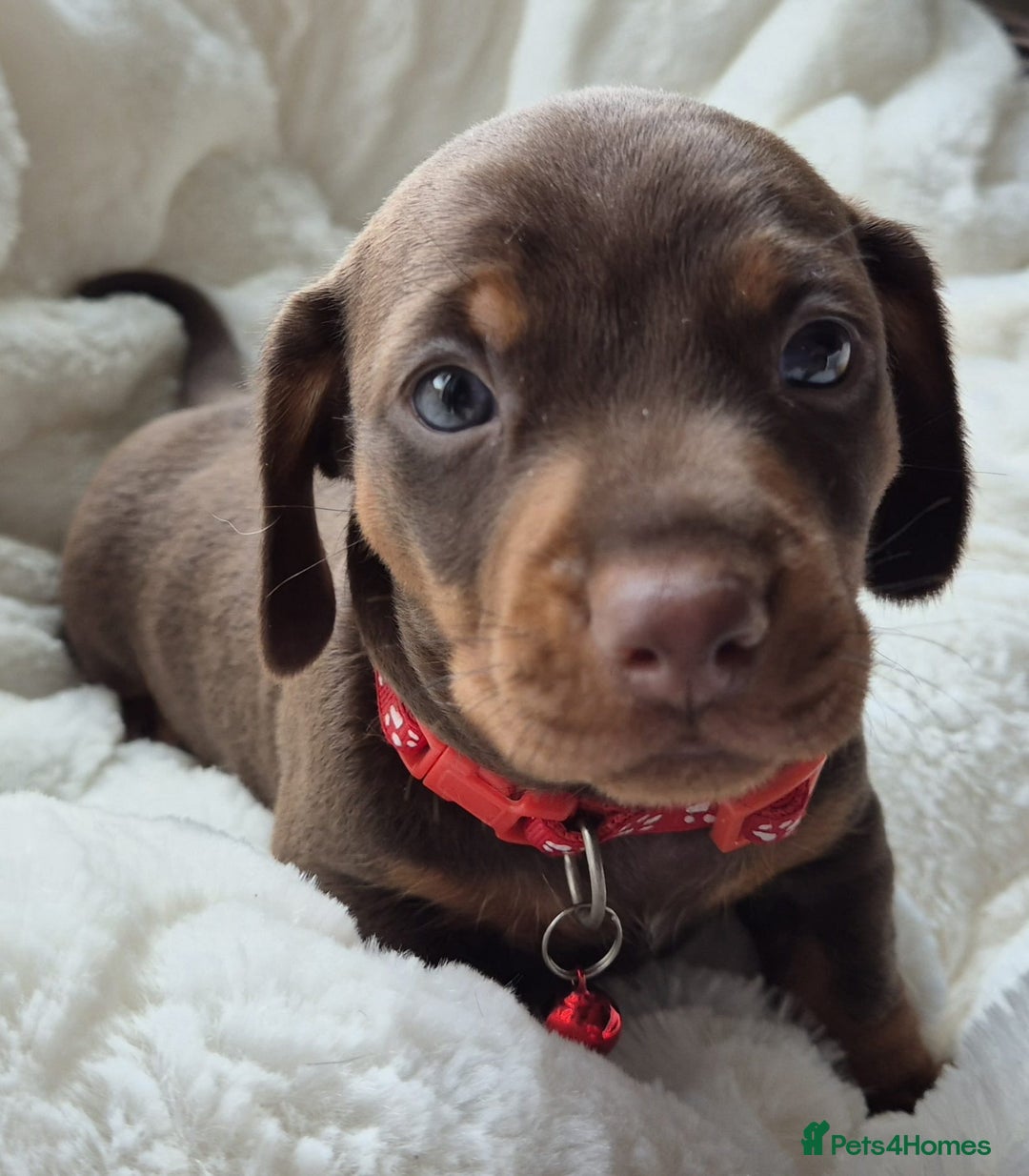 Miniature Dachshund dogs for sale: Stunning Pedigree Miniature Dachshund pups  - Image 6