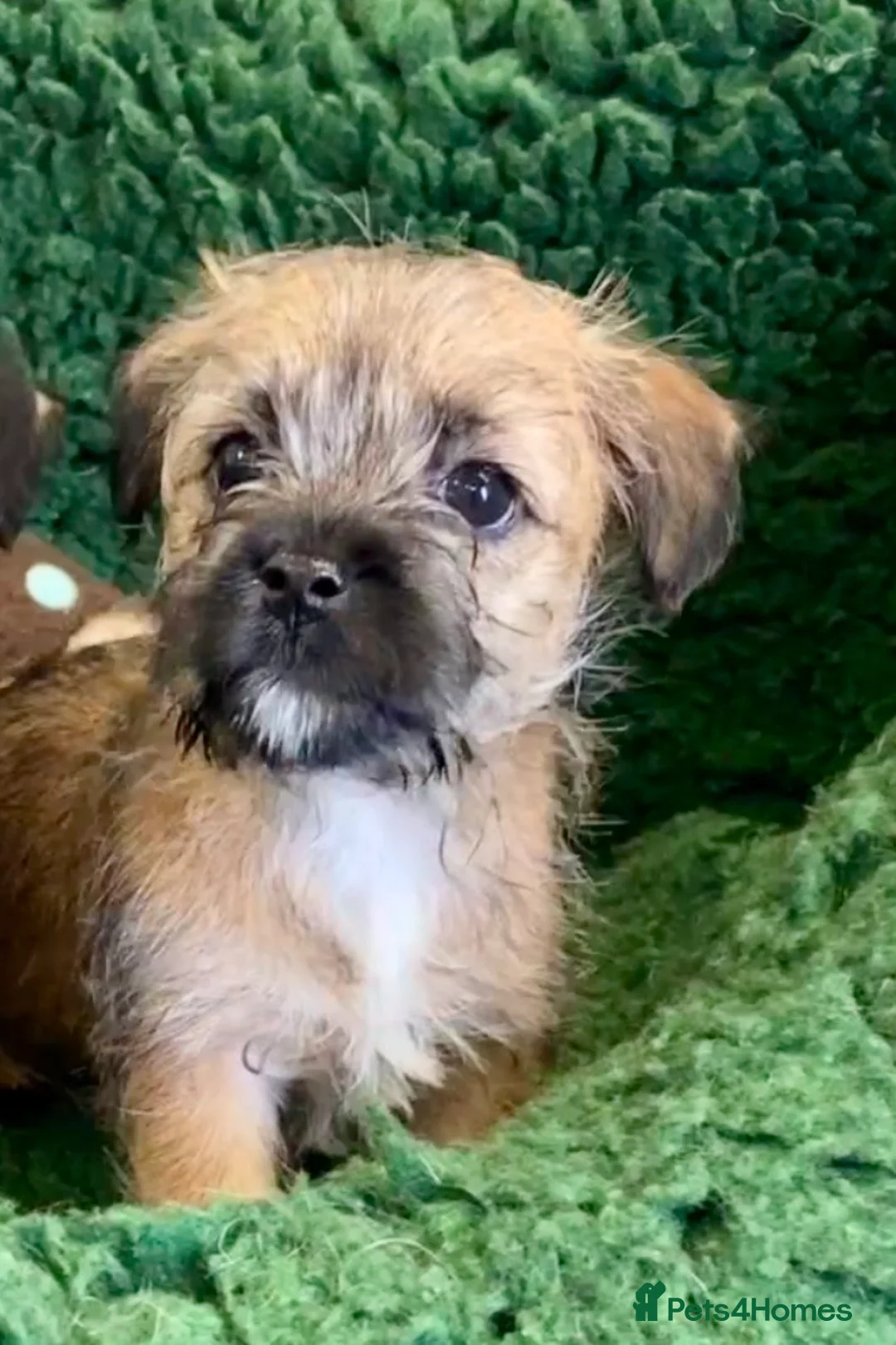 Mixed Breed dogs for sale: Border x Norfolk Terrier pups - Advert 2