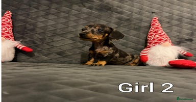 Miniature Dachshund dogs Miniature Dachshund  - Advert 3