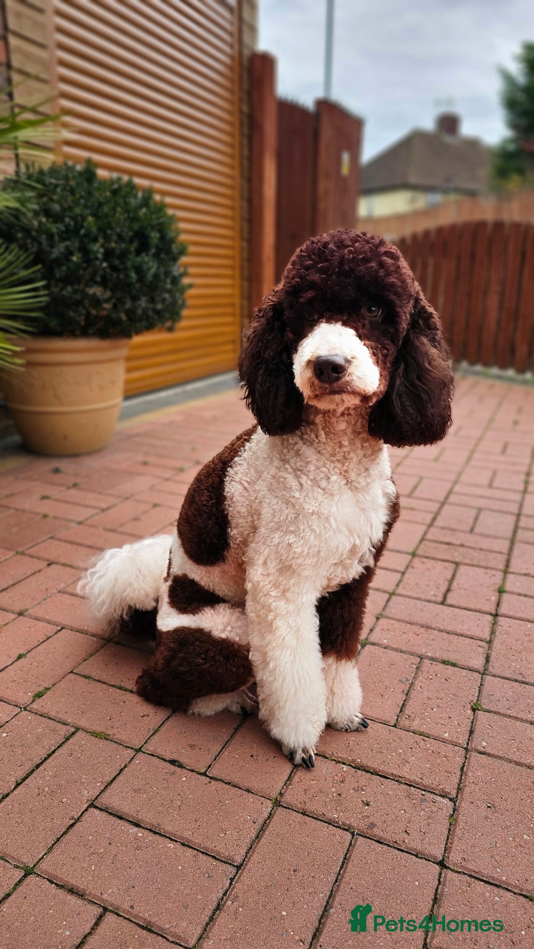 Miniature Poodle dogs for stud: Stunning Fully health tests Poodle - Advert 10