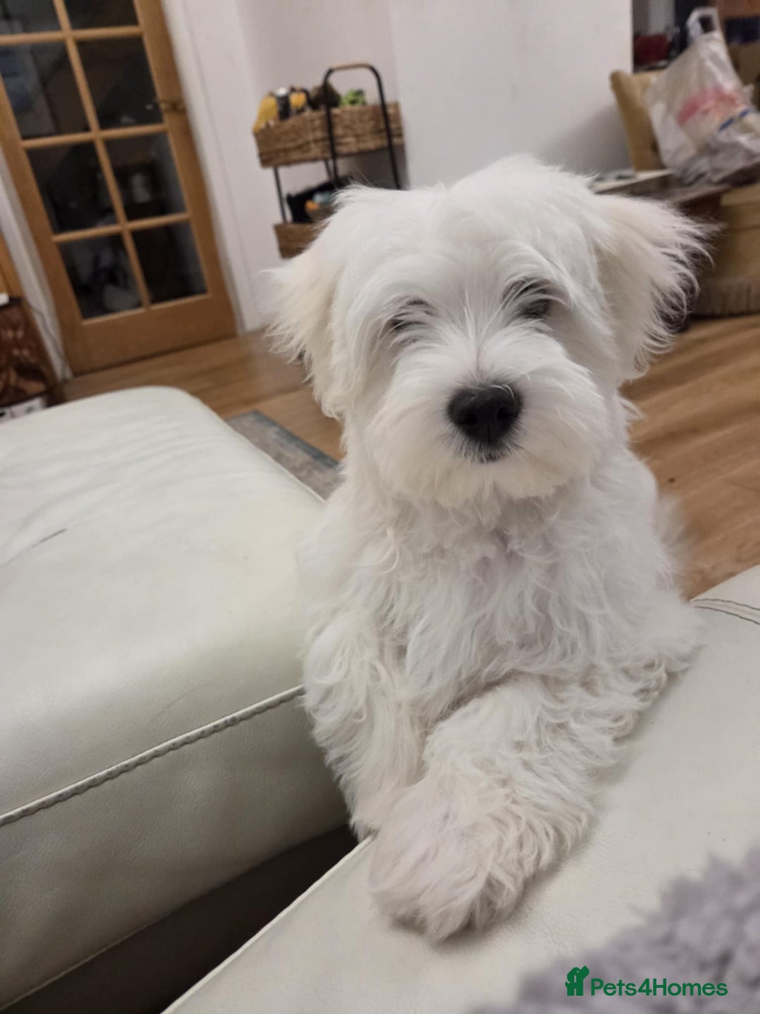 Maltese dogs for sale: Barney - Advert 2