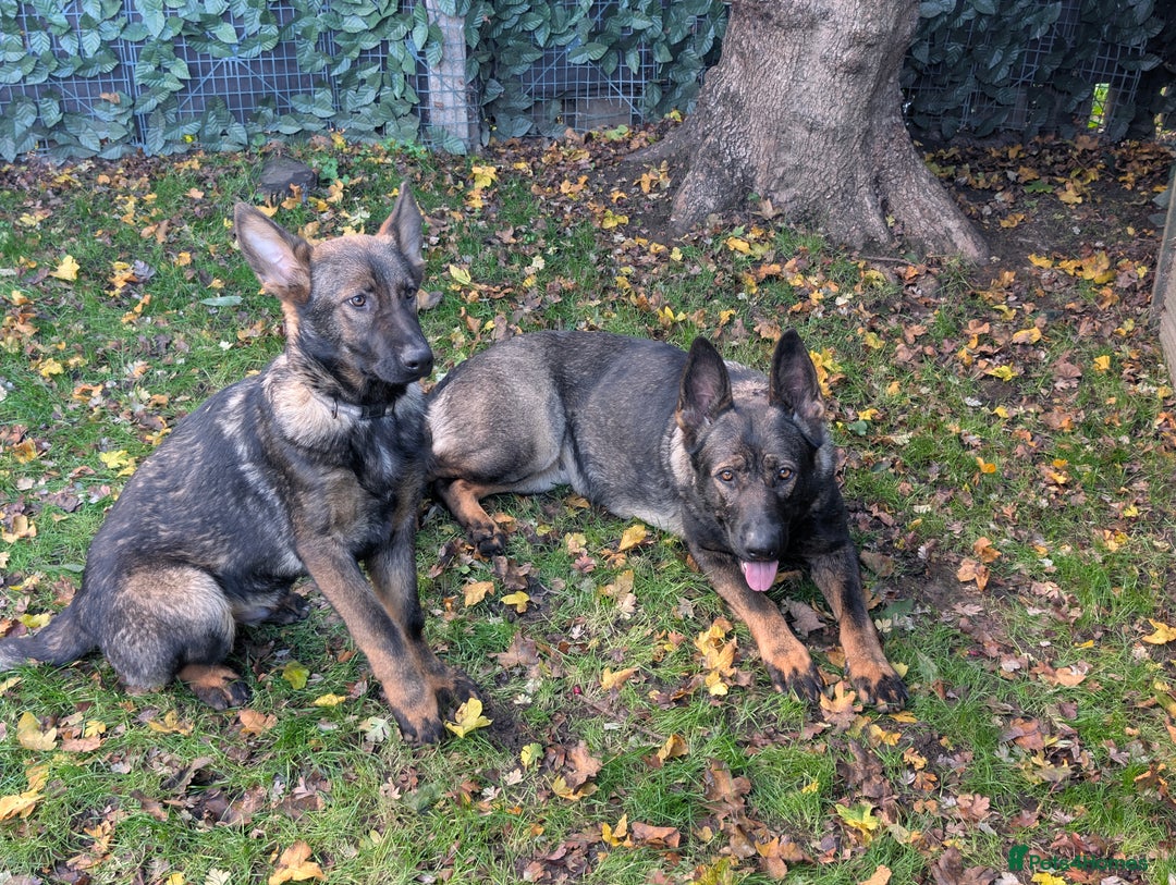 German Shepherd dogs for sale: German Shepherd puppies  - Image 5