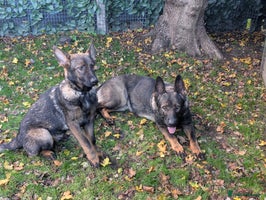 German Shepherd dogs German Shepherd puppies - Advert 15