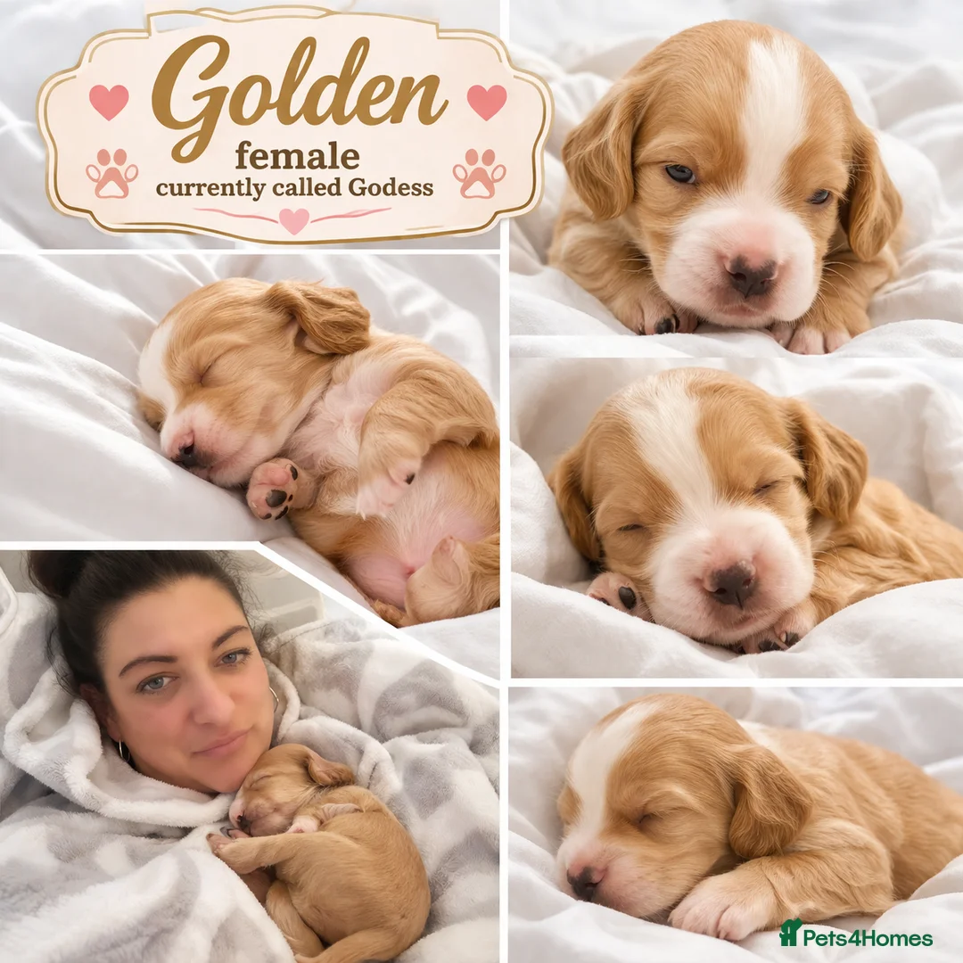 Cocker Spaniel dogs for sale: Beautiful Working Cocker Spaniel Puppies - Advert 36
