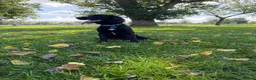 Sprocker dogs for sale: Sprocker spaniel  - Advert 1