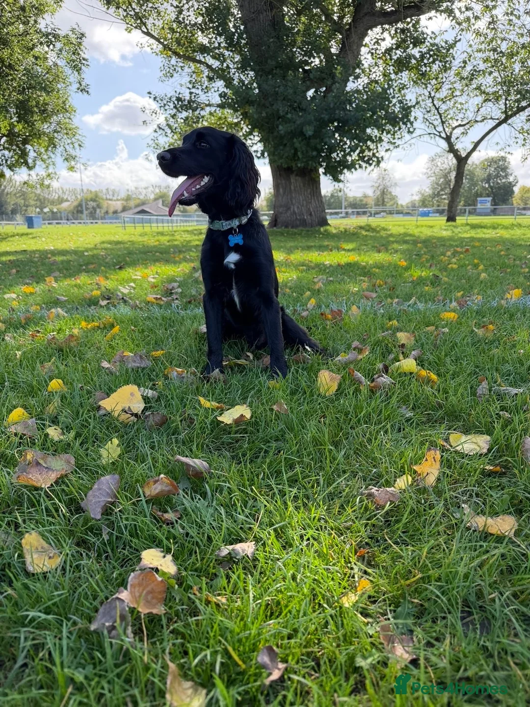 Sprocker dogs for sale: Sprocker spaniel  - Advert 1