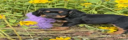 Cocker Spaniel dogs for sale: Working Cockers - Advert 8