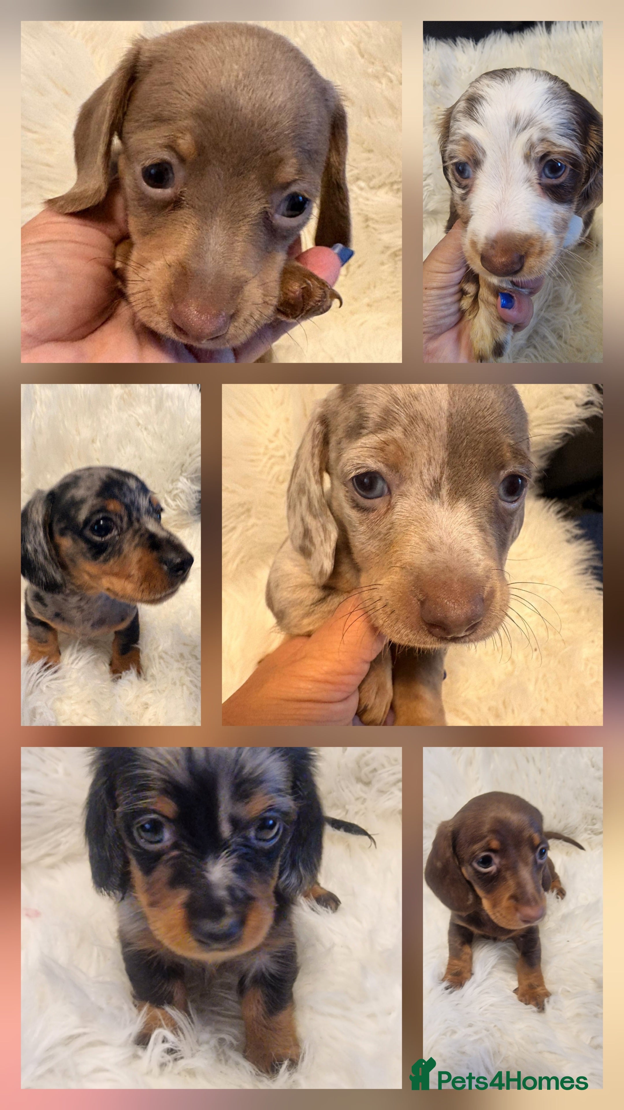 Miniature Dachshund dogs Miniature Dachshund smooth & dapple wire haired  - Advert 8