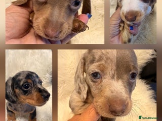 Miniature Dachshund dogs Miniature Dachshund smooth & dapple wire haired - Advert 8