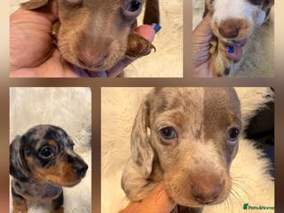 Miniature Dachshund dogs Miniature Dachshund smooth & Dapple Fluffy haired - Advert 7