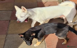 Mixed Breed dogs for sale: Shepsky/huskita puppy boy 4 months old - Image 5