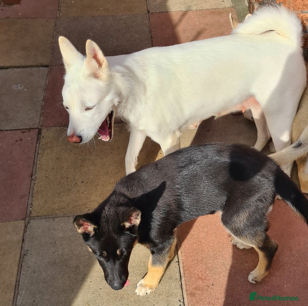 Mixed Breed dogs for sale: Shepsky/huskita puppy boy 4 months old - Image 5