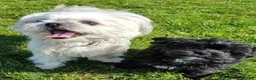 Mixed Breed dogs for sale: Shihpoo pups  in Derby - Advert 1