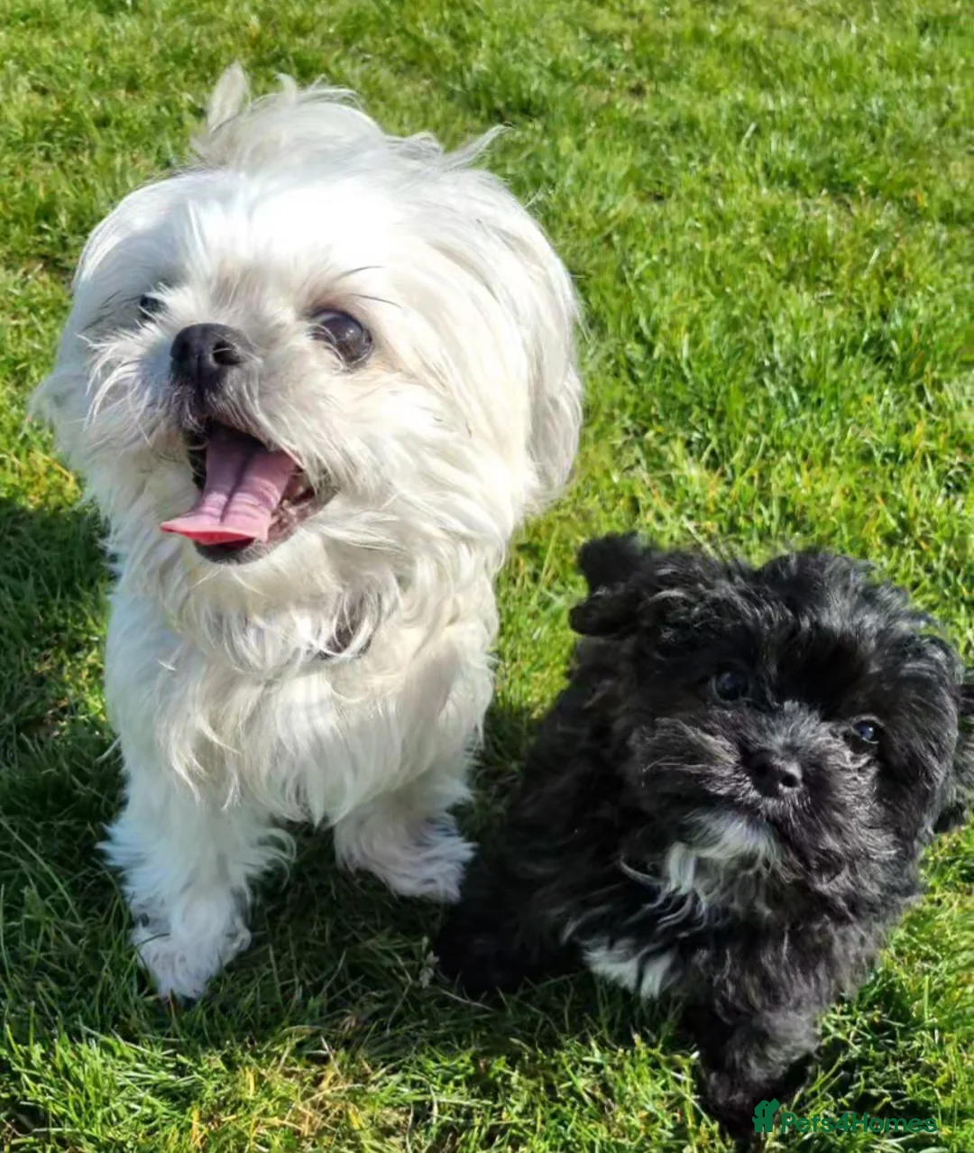 Mixed Breed dogs for sale: Shihpoo pups  in Derby - Advert 1