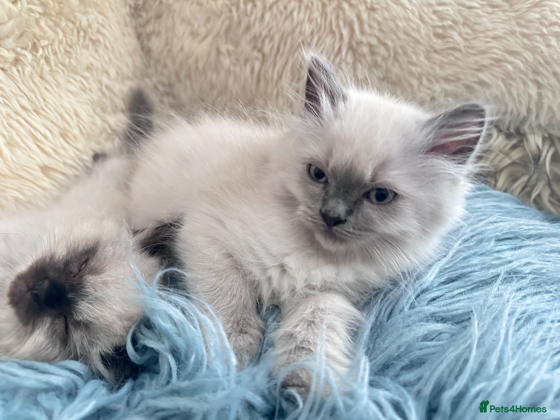 Ragdoll cats Pure Ragdoll kittens adorable and very fluffy  - Advert 1