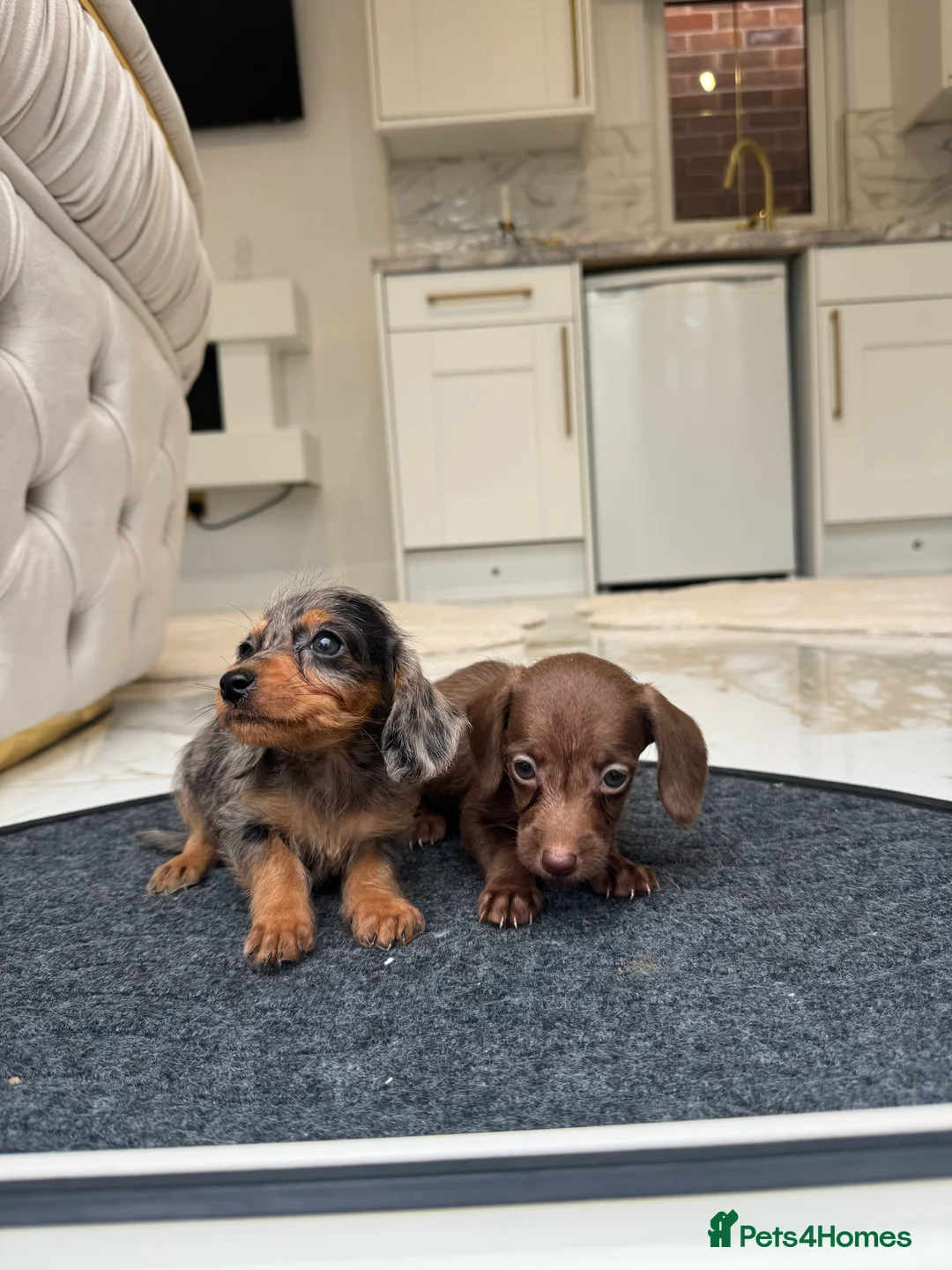 Doxiepoo dogs for sale: Stunning daxiepoos (council licensed breeder) - Advert 2