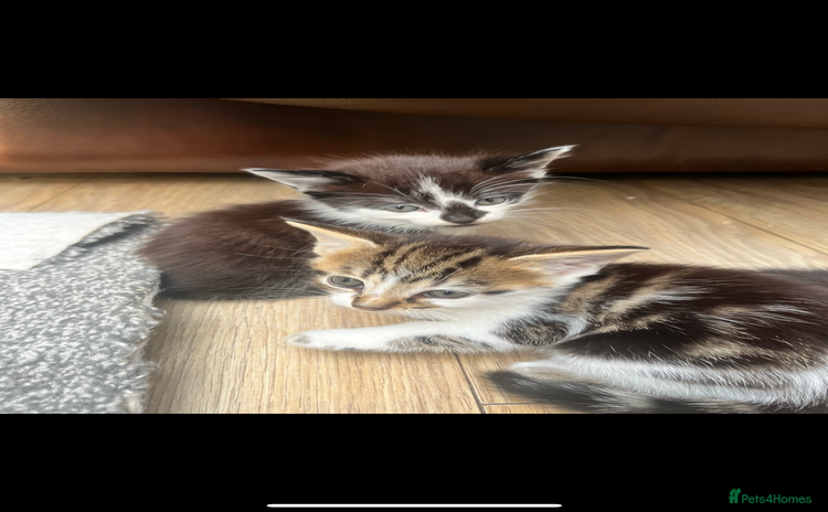 Mixed Breed cats - Advert 14